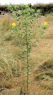 The tall stem, prickly leaves, and yellow flowers of Saffron Thistle. 