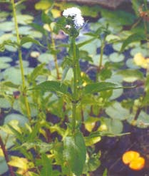 The dark green stem and white flower of Senegal Tea. 
