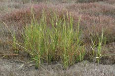 Spartina, or Cord Grass, growing in a dry, brown field. Spartina, or Cord Grass, growing in a dry, brown field.