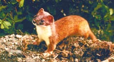 Close up of a brown and white stoat. Close up of a brown and white stoat.