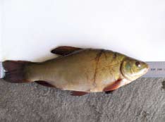 An example of a Tench fish. 