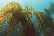 A large stalk floating in water. 