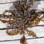 A dried stalk of plant laying on a wooden deck. 