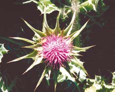 Variegated thistle with a close up of the red purple flower.  