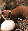 Close up of a weasel eating a birds egg. Close up of a weasel eating a birds egg.