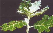 White edged nightshade shrub. White edged nightshade shrub.