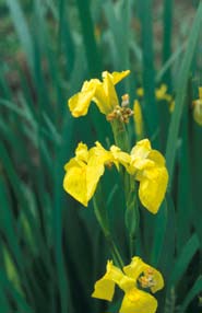 Yellow flowers atop tall green stalks. 