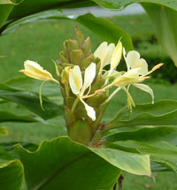 Yellow ginger flower, photo courtesy of Weedbusters.