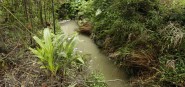 A stream with shrubbery surrounding it. 