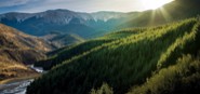 Forestry pine plantation