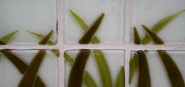Ceramic tiles with brown and green grass. 