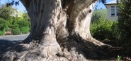 A gum tree. 