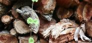 A pile of cut wood. 