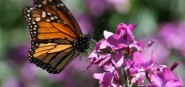 A butterfly on a purple flower. 