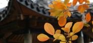 Close up of Chinese pavilion and foliage. 