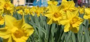 Daffodils. 