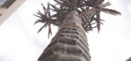Looking upward at a cabbage tree sculpture. 