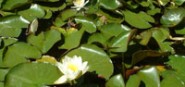 Green lilly pads in a pond. 