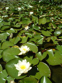 Lily pads with pink flowers sitting on a pond. 
