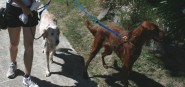 A walker with two leashed dogs. 