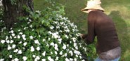 A gardener works on her shrub. 