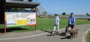 walking dogs