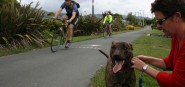 Leashed dogs on a footpath. 